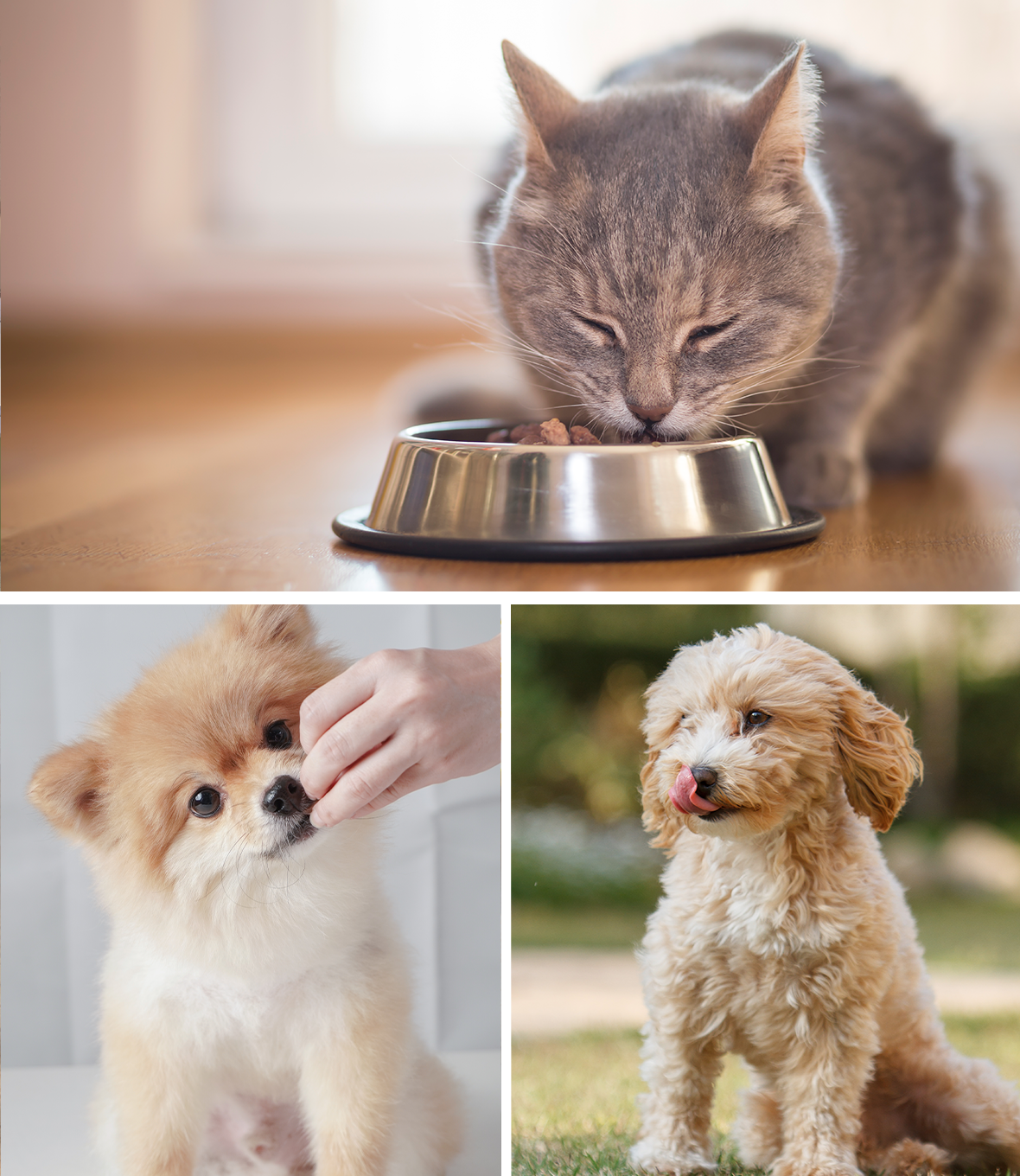 ���� ���ĺ��� ������ �Ĵܱ����� �Դ� ������